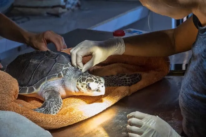 Topdentis Cologne Zahnarzt Koeln Charity Artenschutz Meereschildkroete 2