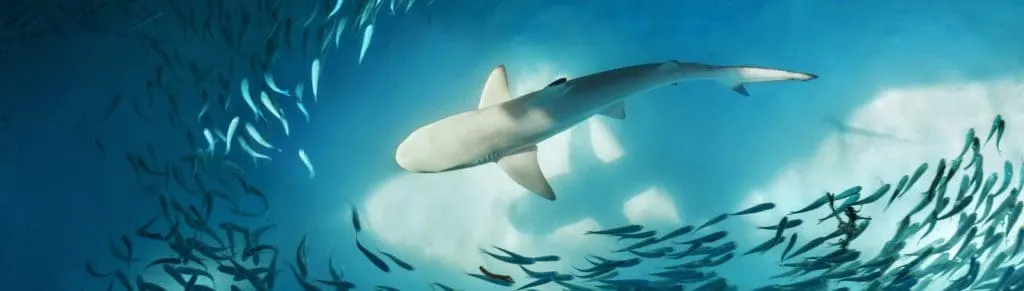 Topdentis Cologne Zahnarzt Koeln Charity Sharkproject