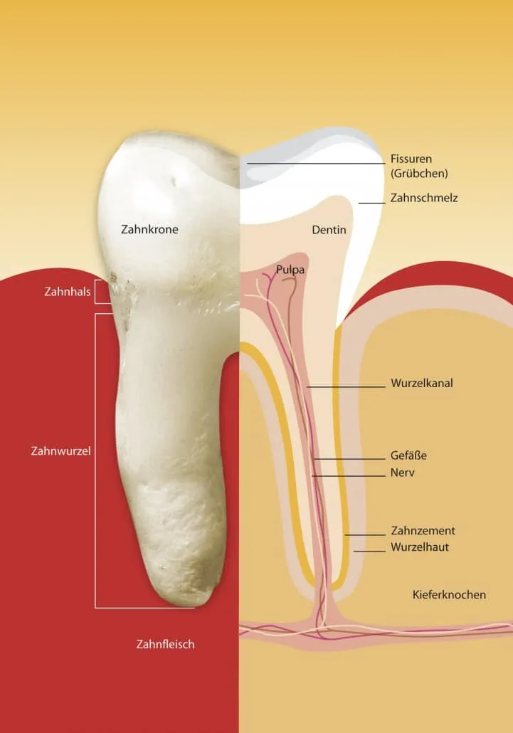 Topdentis Cologne Zahnarzt Koeln Zahn Illustration